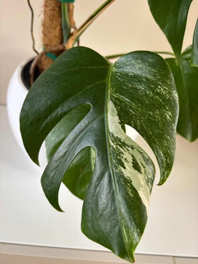 Monstera Deliciosa ‘Albo Variegata’  (90 cm), Huis en Inrichting, Ophalen, Overige soorten, Halfschaduw, Minder dan 100 cm
