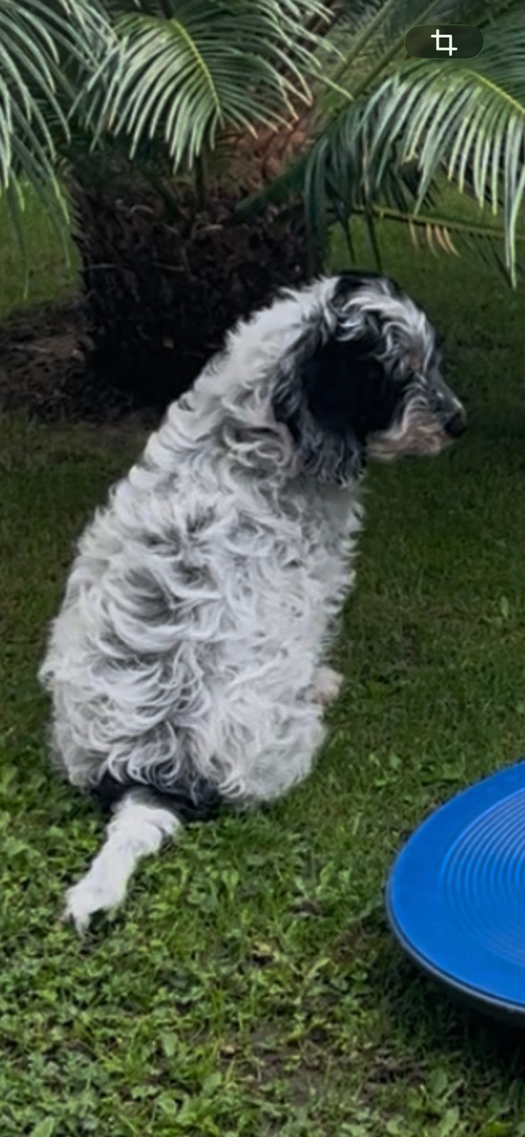 Cockapoo reutje ( blauwschimmel?, 8 tot 15 weken, Eén hond, CDV (hondenziekte), Nederland