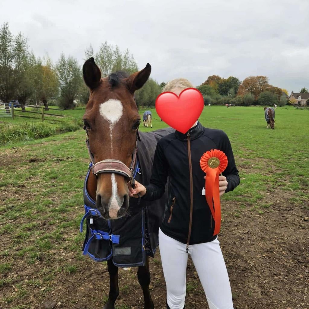 Lease pony/paard gezocht, bijrijdster aangeboden, Dieren en Toebehoren, Ophalen, Nieuw