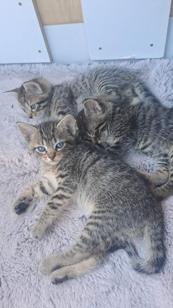 Kittens, Dieren en Toebehoren, Katten en Kittens | Raskatten | Korthaar