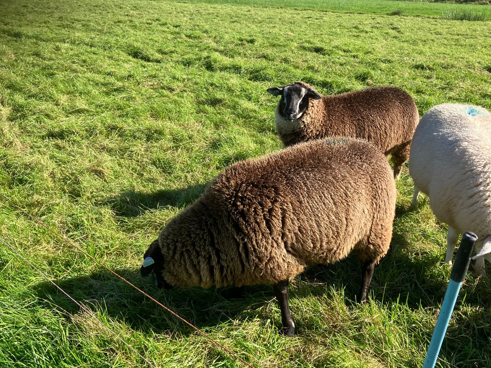 Dassenkop ooien, Dieren en Toebehoren, Vrouwelijk, Schaap, 0 tot 2 jaar