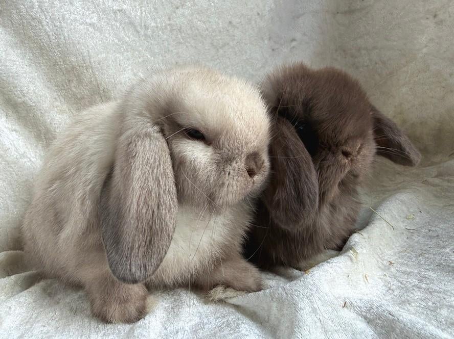 Buitengewoon mooi lief handtam koppeltje Minilop konijntjes, Dieren en Toebehoren, Konijnen, Meerdere dieren, Klein, Hangoor, 0 tot 2 jaar