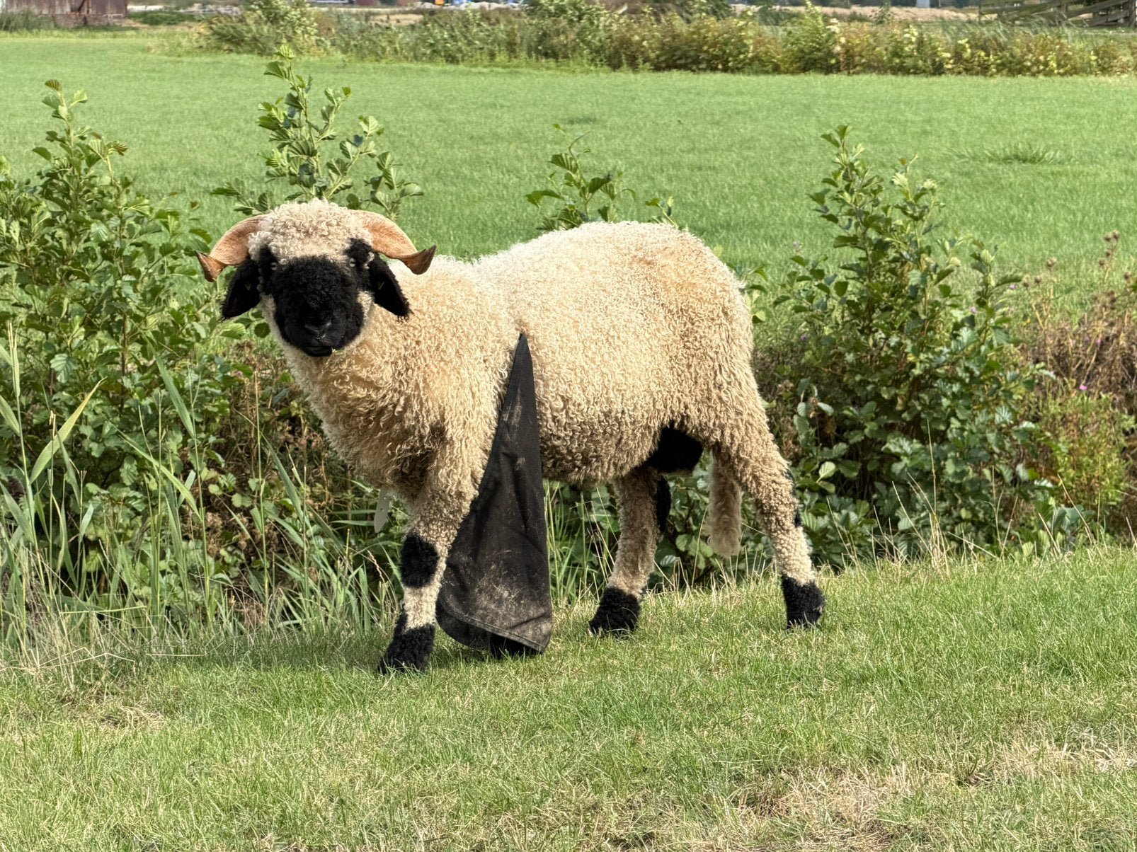 Stamboek walliser schwartsnaze ram, Dieren en Toebehoren, Schapen, Geiten en Varkens, Mannelijk, Schaap
