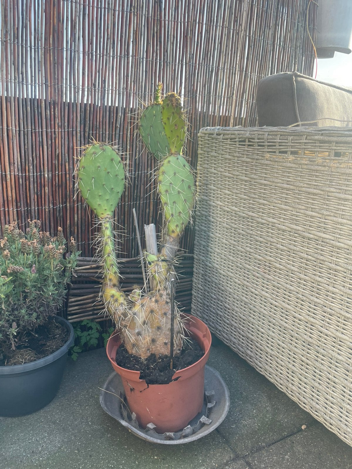 Cactus - gratis, Ophalen, Overige soorten, Volle zon
