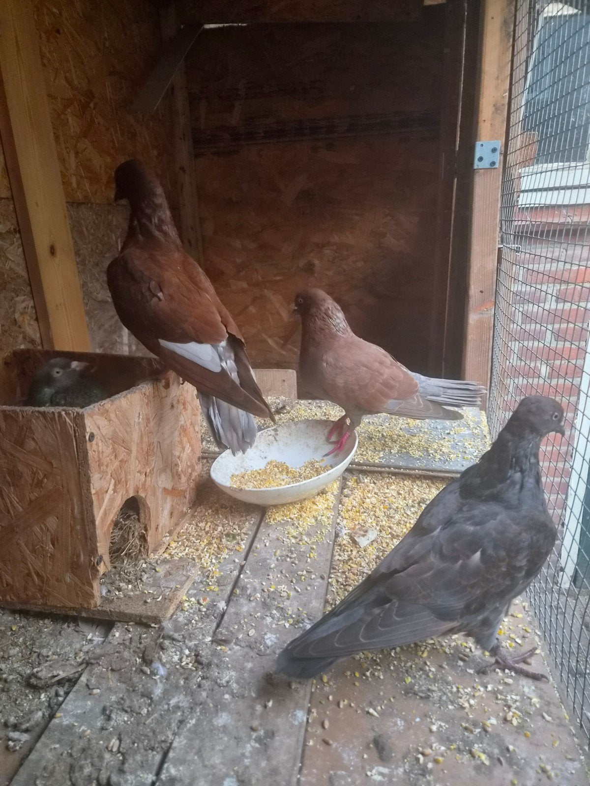 6 duiven, Dieren en Toebehoren