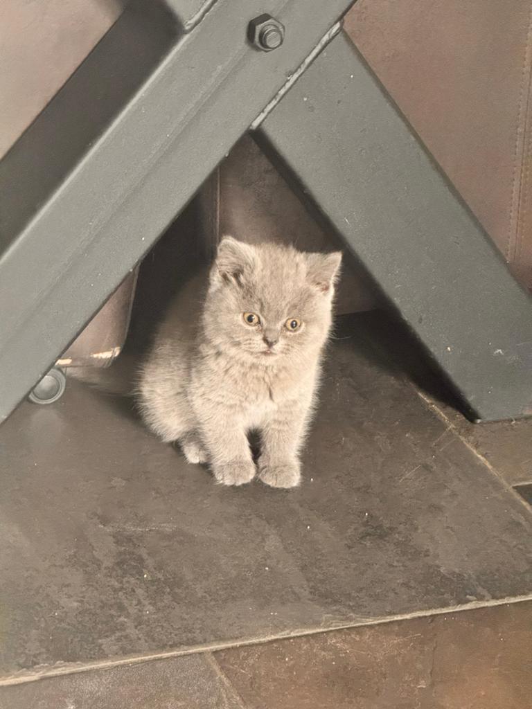 1 laatste kitten brits korthaar, Kater, Ontwormd
