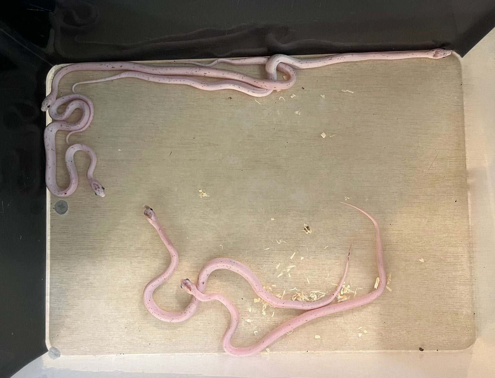 0.0.5 guttatus palmetto tessera het caramel Corn Snake - female for sale from Jarrah