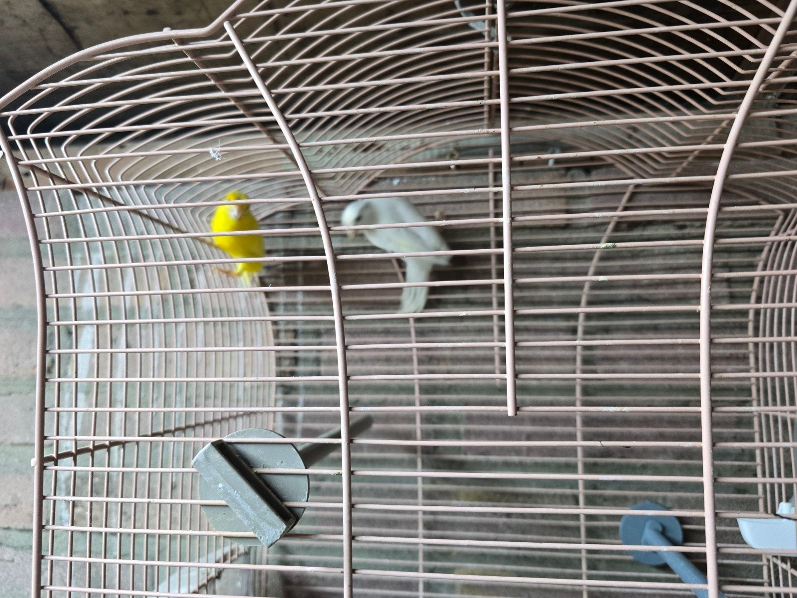Mooie koppels kanaries te verkopen, Meerdere dieren, Parkiet