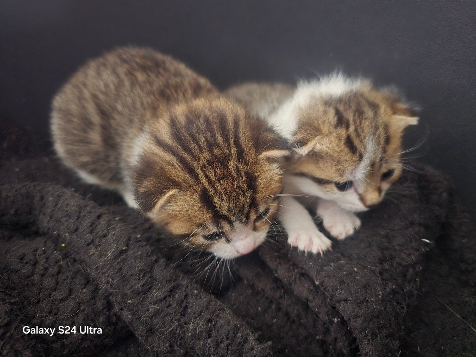 Mooie kruising britse korthaar kittens zoeken nieuw huisje, Poes, Ontwormd