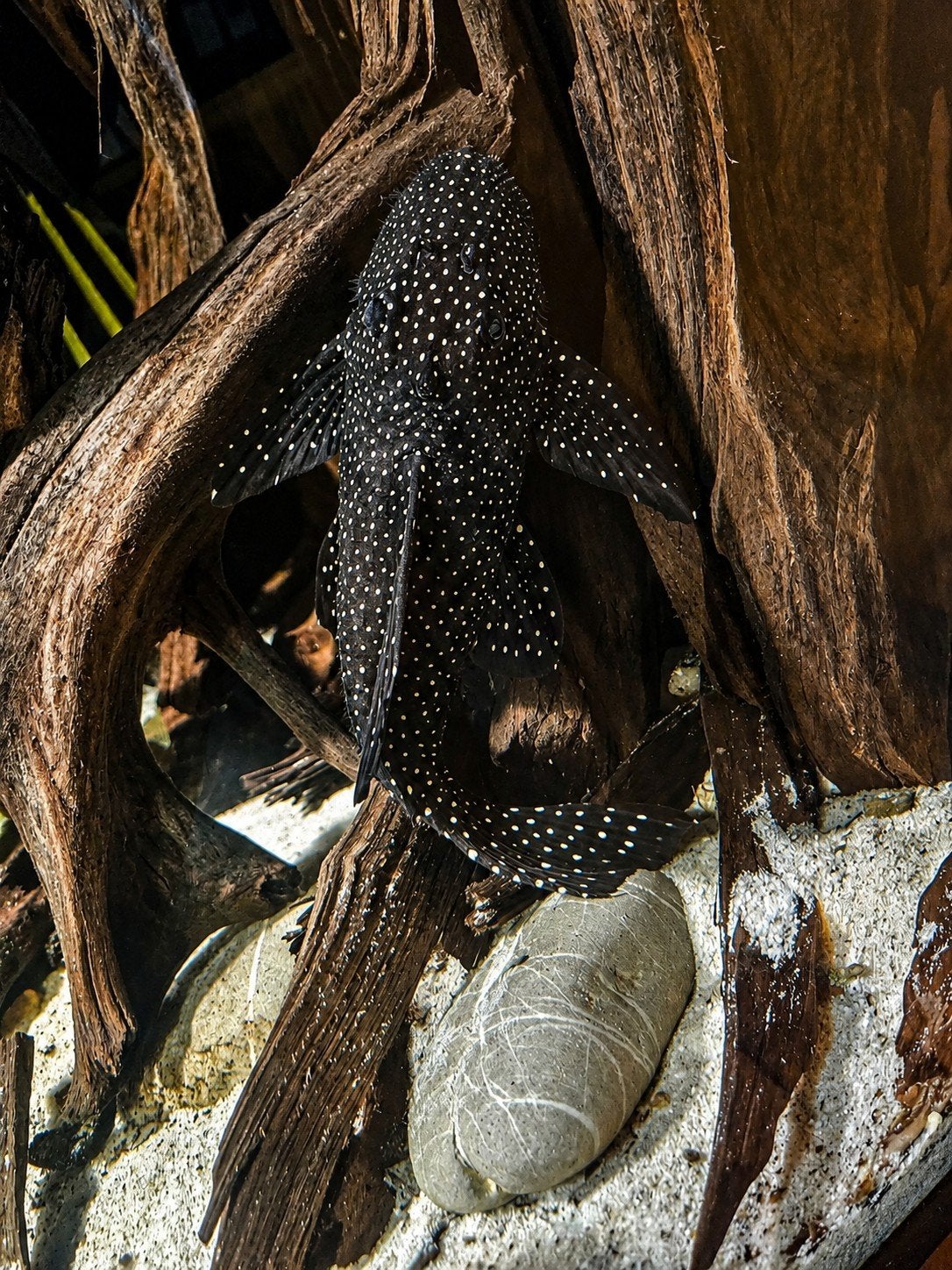 L240 Vampire Pleco (Leporacanthicus galaxias), Dieren en Toebehoren, Vis, Zoetwatervis
