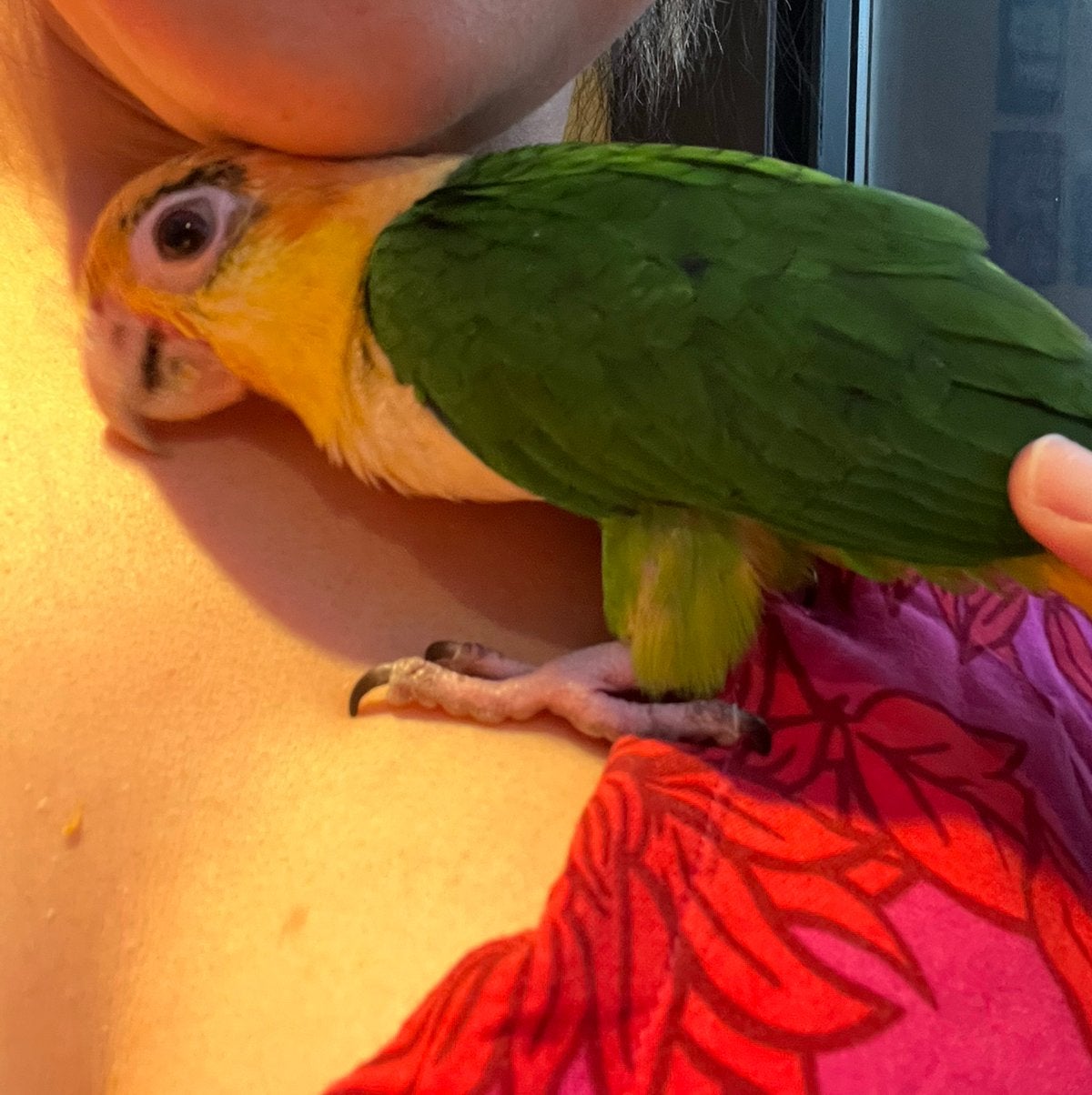 SUPER Tamme Groendij Caique baby, Mannelijk, Papegaai, Geringd