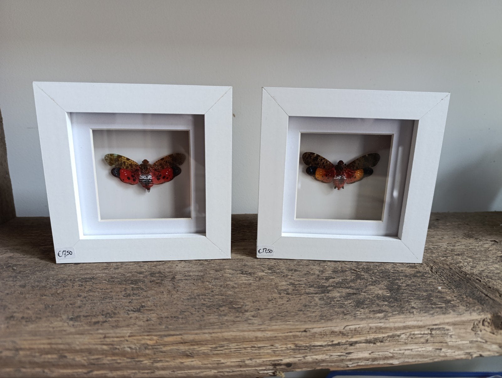 Insect(en) in luxe 3D lijst!, Verzamelen, Ophalen, Insect, Opgezet dier