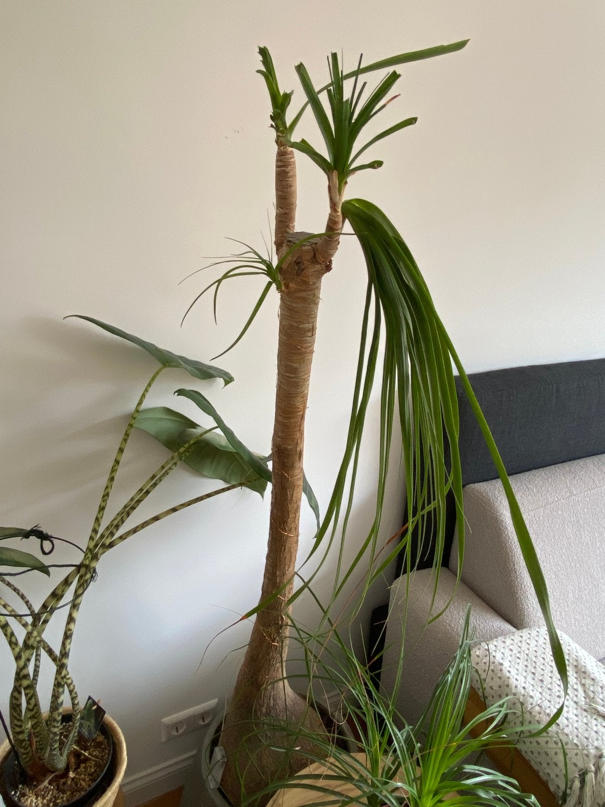 Olifantenpoot (Beauvarnea Recurvata), Groene kamerplant, Ophalen, Volle zon, 100 tot 150 cm