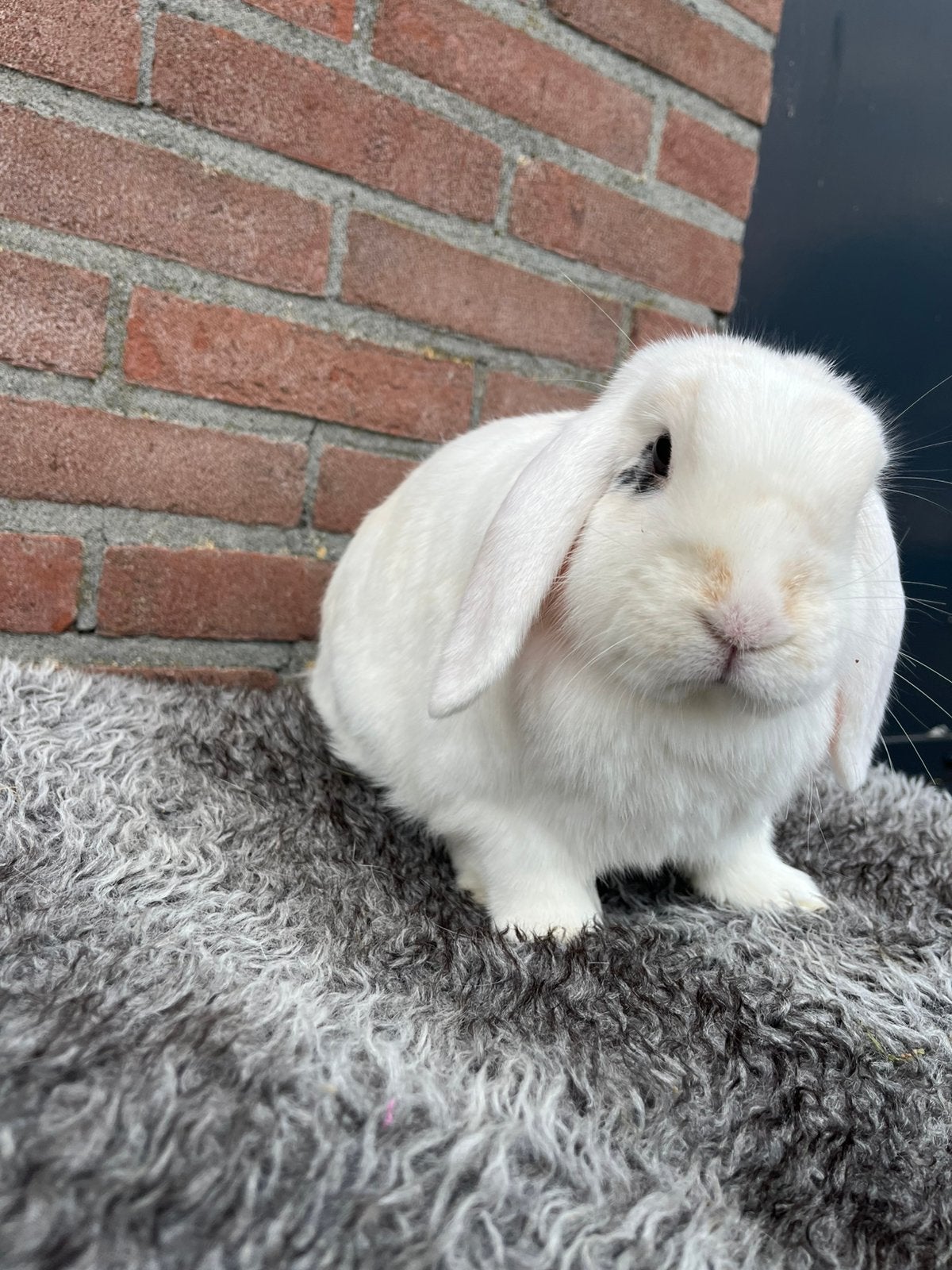 Te koop gecastreerd rammetje, Mannelijk, Dwerg