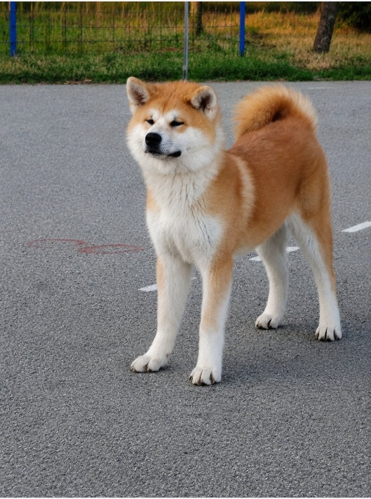 Beautiful Japanese Akita Inu Puppies – FCI Pedigree, Dieren en Toebehoren, 15 weken tot 1 jaar, Buitenland, Meerdere, Meerdere dieren
