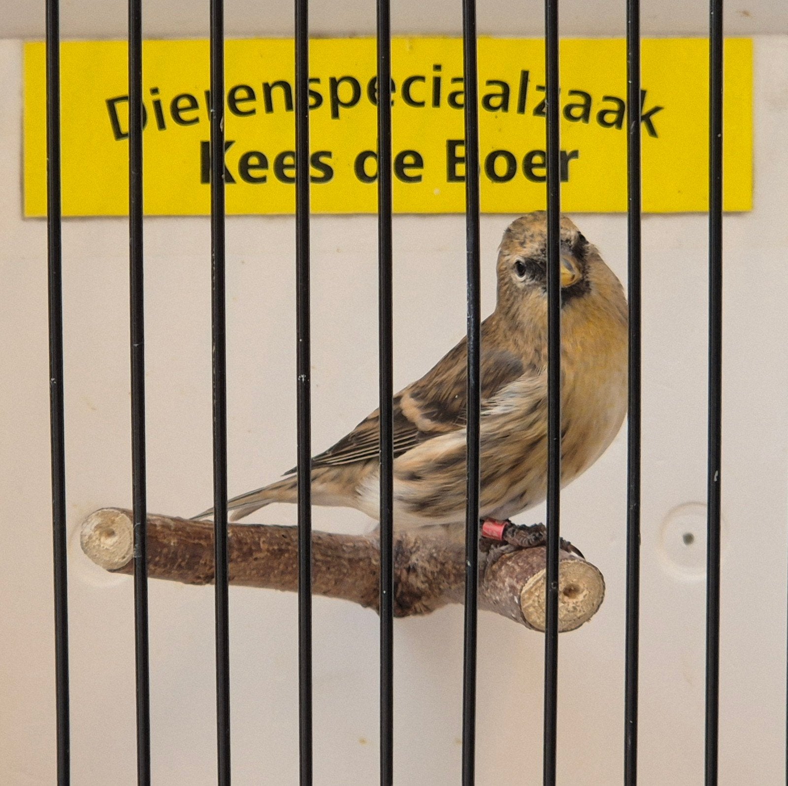 barmsijs man, Dieren en Toebehoren, Vogels | Overige Vogels, Mannelijk, Geringd