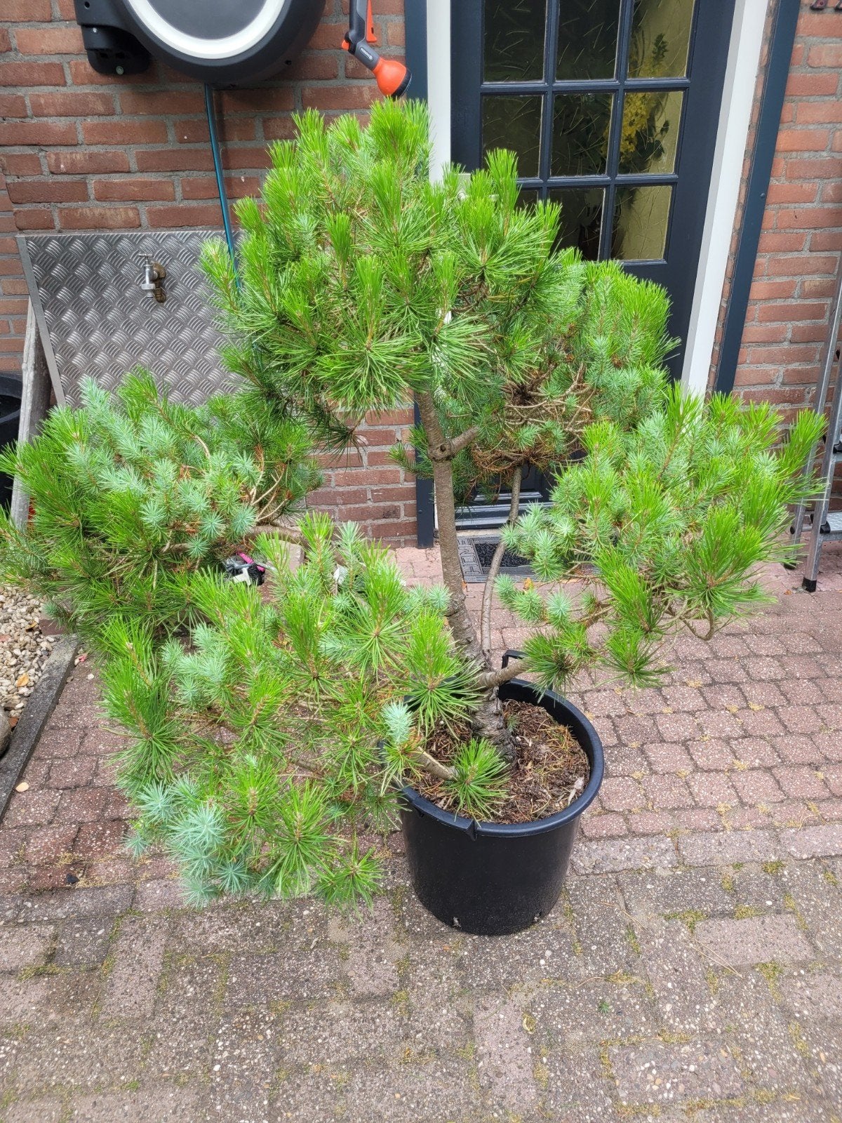 Pinus Pinea Vormsnoei - Mediterrane Pijnboom, Tuin en Terras, Planten | Tuinplanten, Ophalen