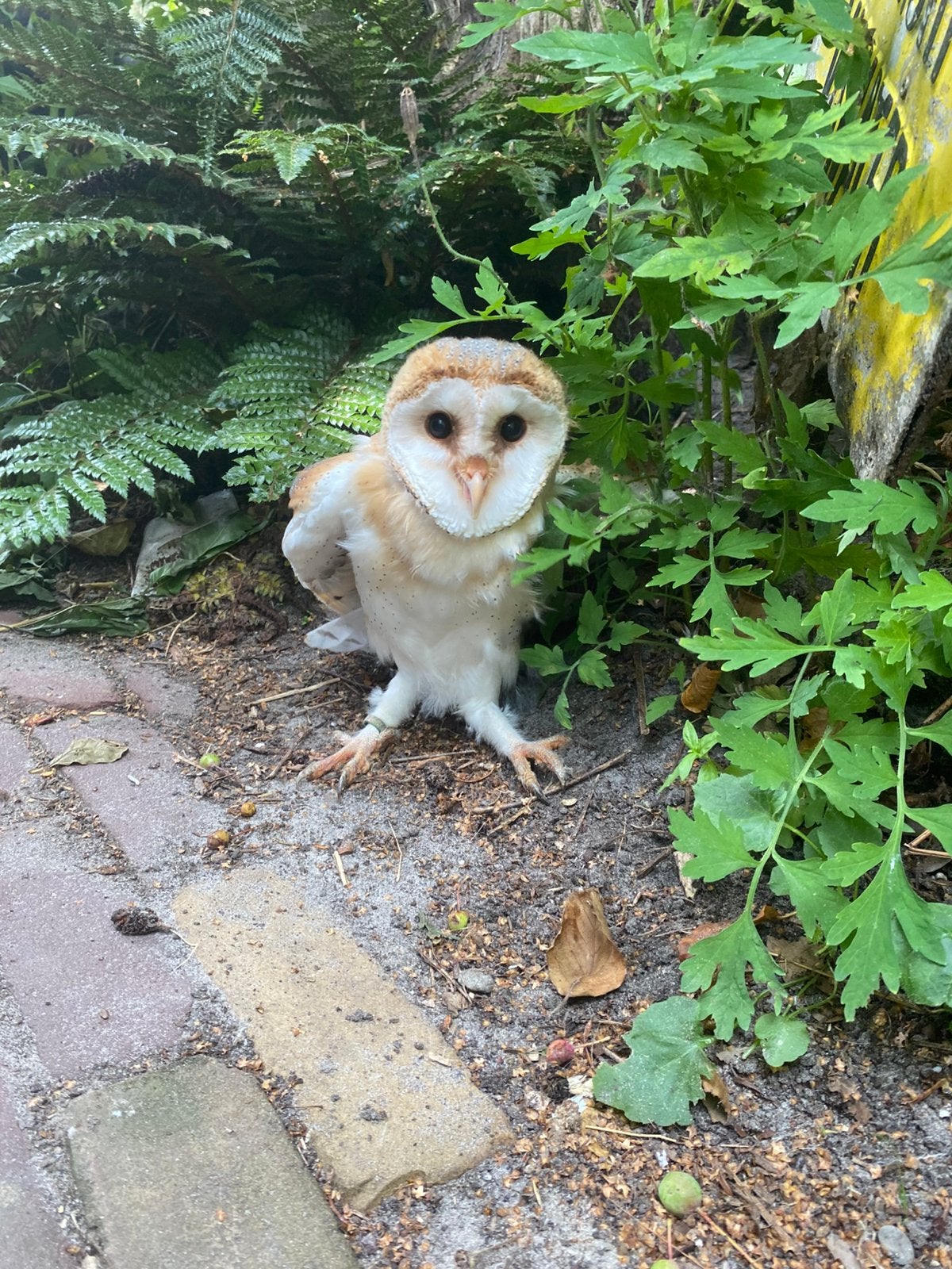 3 jonge kerkuilen, Dieren en Toebehoren, Geslacht onbekend, Roofvogel, Tam