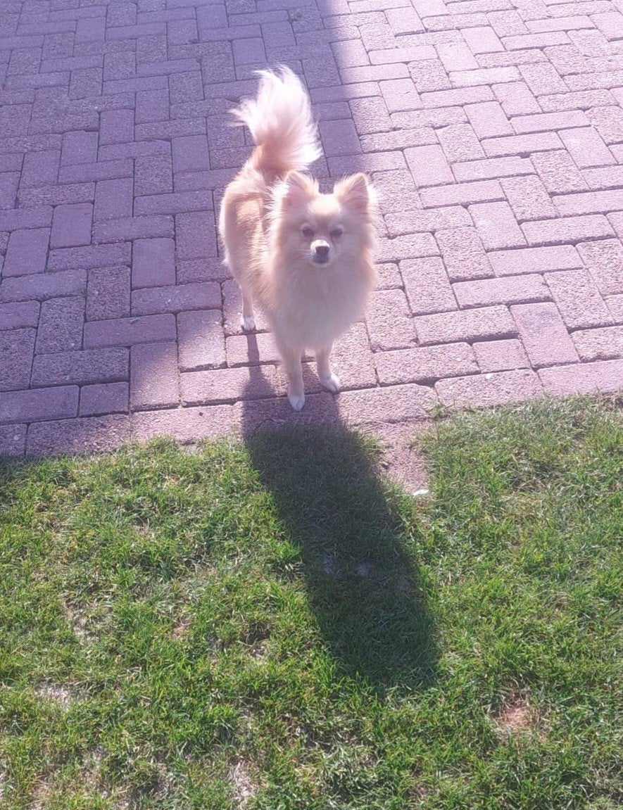 pomeriaan teefje, Dieren en Toebehoren, Particulier, Overige rassen, 1 tot 2 jaar, Buitenland