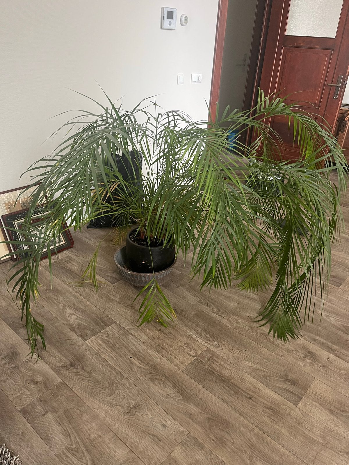 Grote Dwergdadel Palm - Kamerplant, Huis en Inrichting, Ophalen, Palm, Halfschaduw, In pot