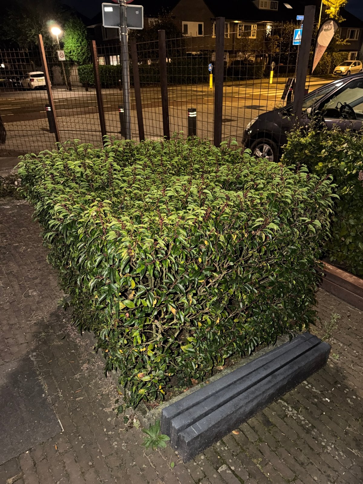 3 blokken Portugese laurier (1.25x1.25m) gratis af te halen, Vaste plant, Bloeit niet, Halfschaduw, Ophalen