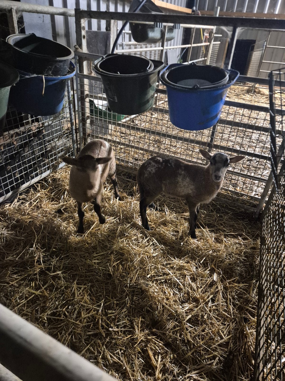 2 flesse lammeren vrouwtje, Dieren en Toebehoren, Schapen, Geiten en Varkens, Vrouwelijk, Schaap
