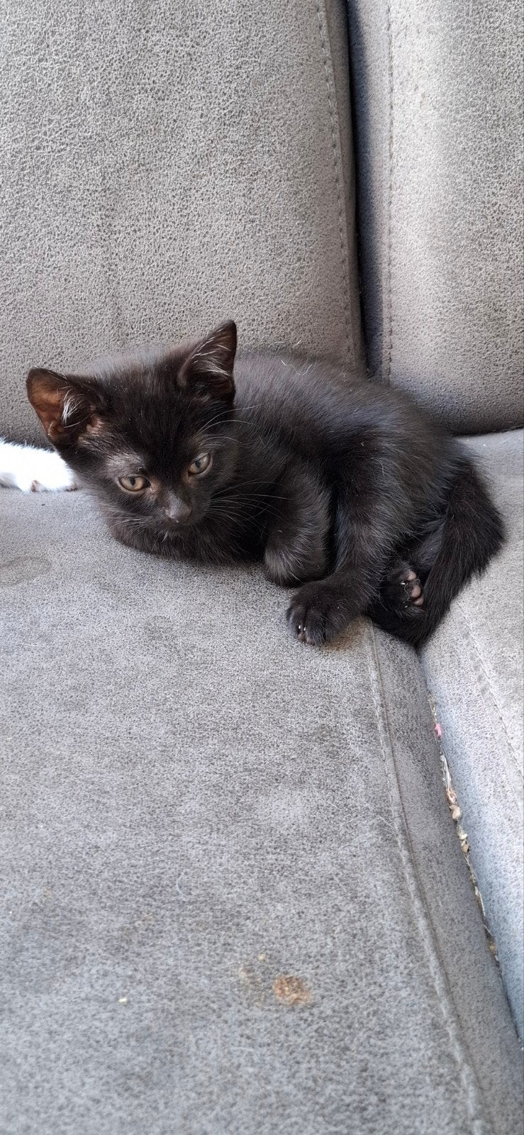 Zwarte Kitten Te Koop, Dieren en Toebehoren, Katten en Kittens | Overige Katten, Kater, Kortharig, 0 tot 2 jaar