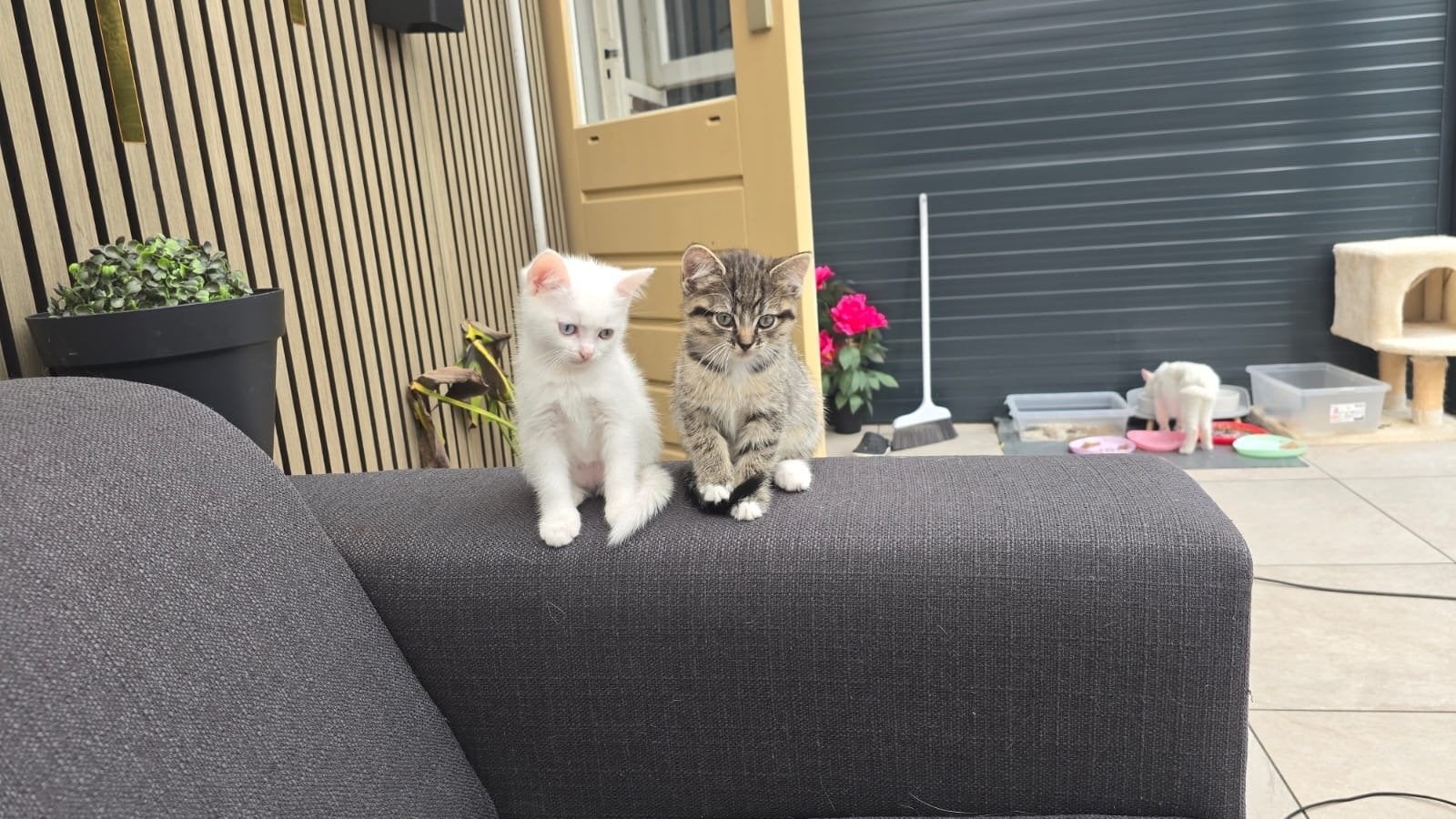 Kittens !