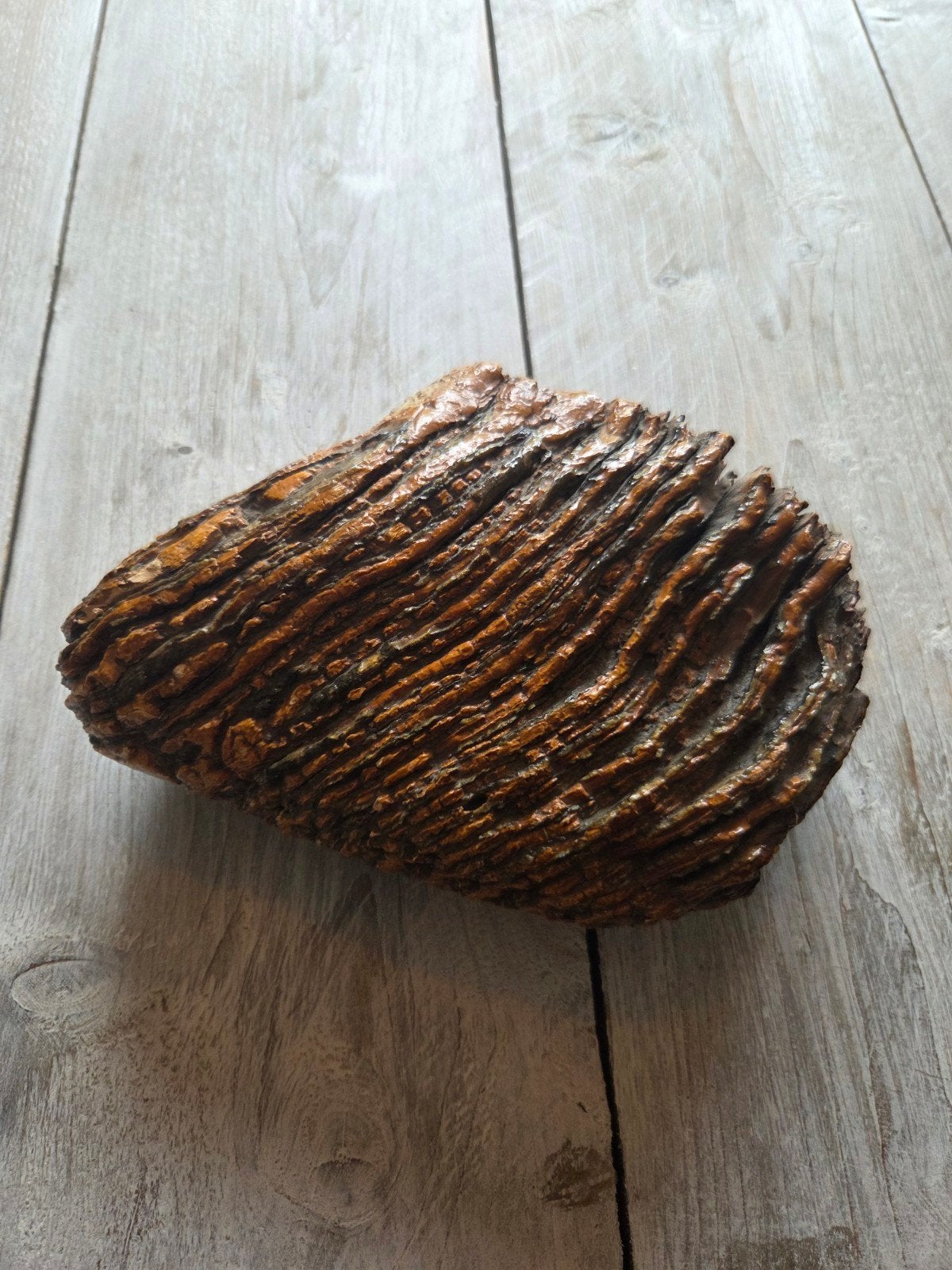 Fossiele mammoetkies - Uniek decoratiestuk, Verzamelen, Ophalen, Gebruikt