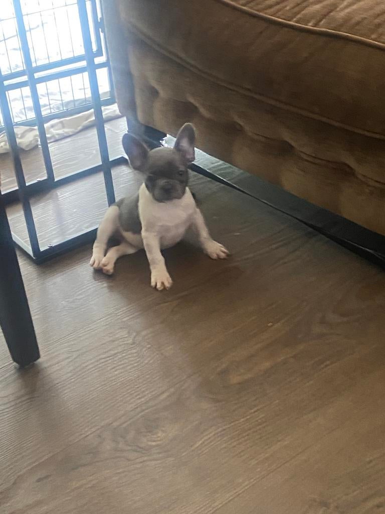 Franse Bulldog pups met stamboom 🐶🐾, Dieren en Toebehoren, Honden | Bulldogs, Pinschers en Molossers, 8 tot 15 weken, Parvo
