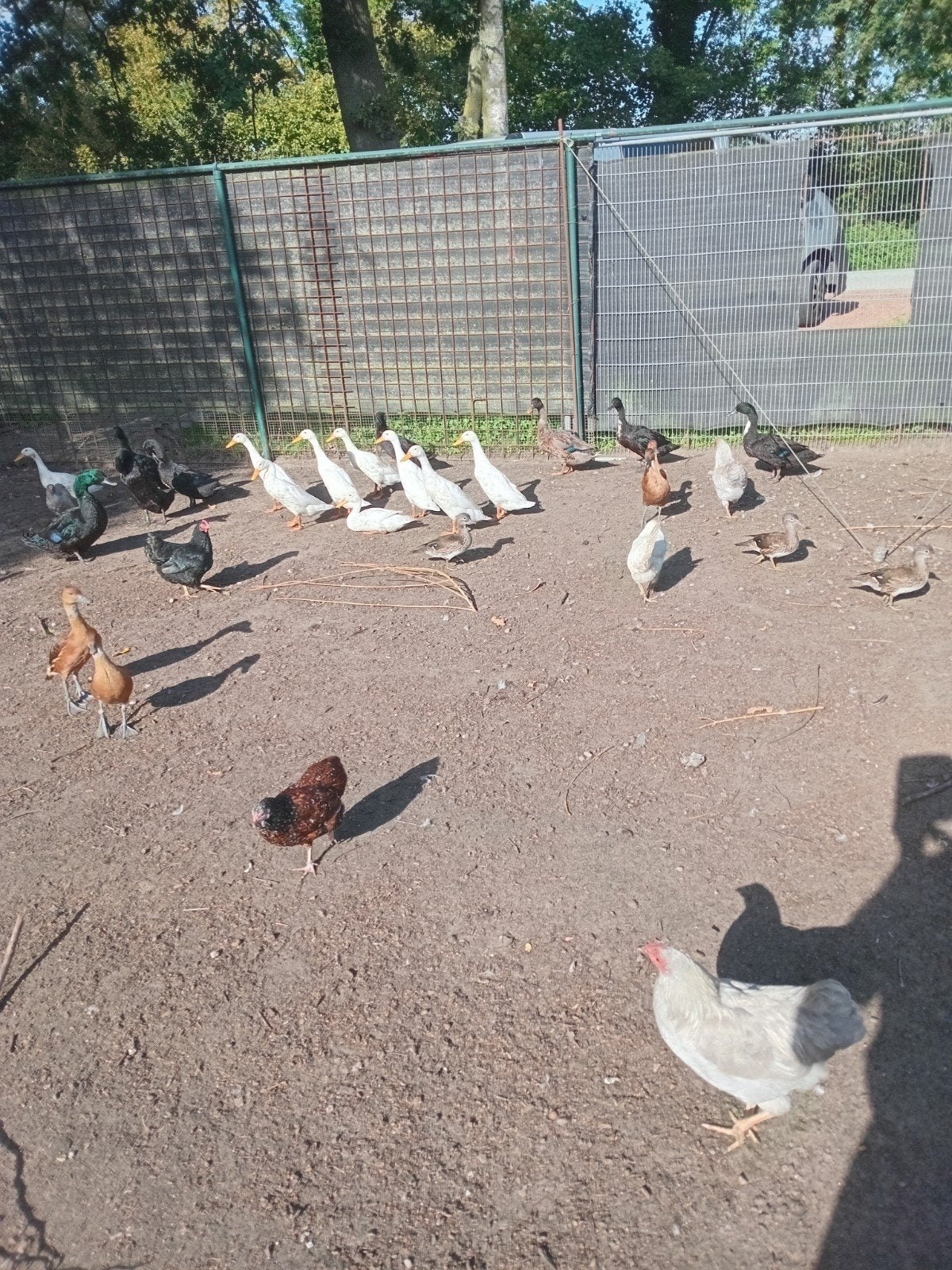 te koop eenden, Dieren en Toebehoren, Meerdere dieren, Eend