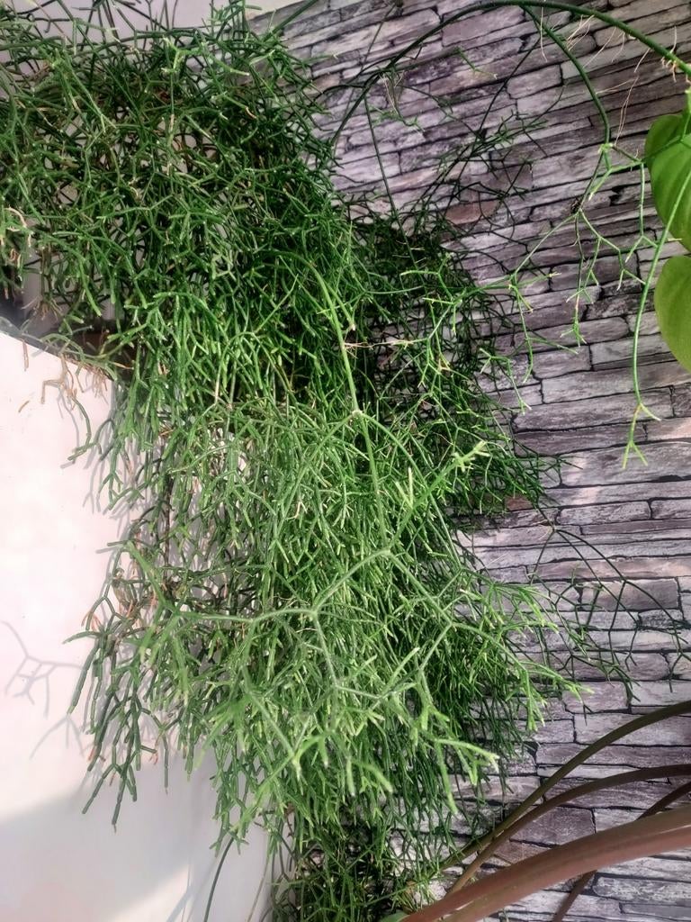 Rhipsalis stekken, Ophalen of Verzenden, Halfschaduw, Minder dan 100 cm