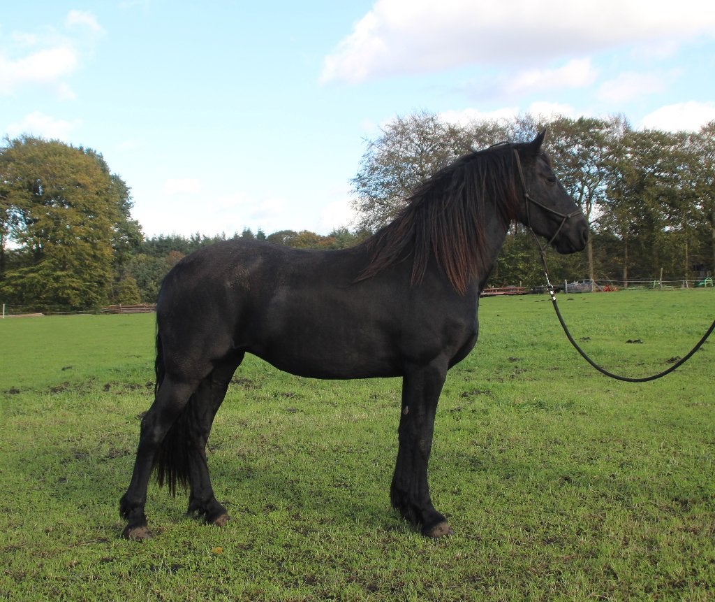 tweejarige Friese merrie en fries  hengst veulen, Merrie, Minder dan 160 cm, Met stamboom, Niet van toepassing