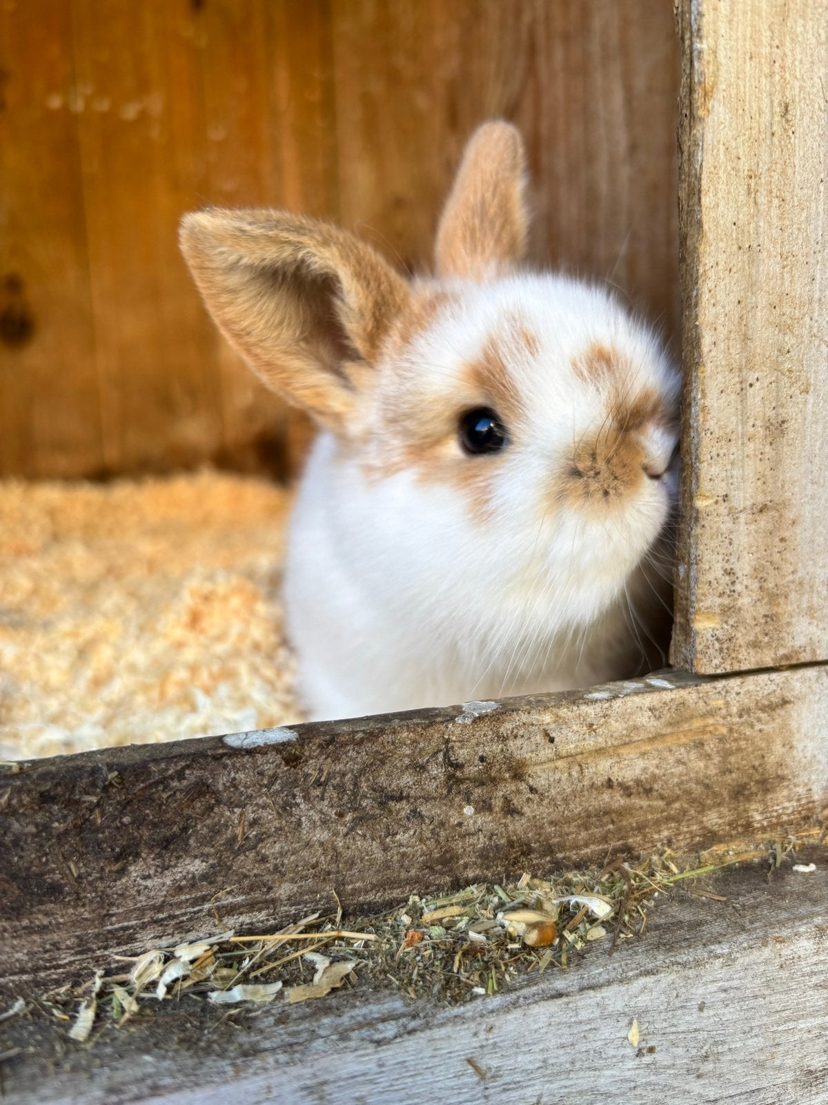 Prachtig jong konijntje minilop x lotharinger, Vrouwelijk, Middelgroot, 0 tot 2 jaar