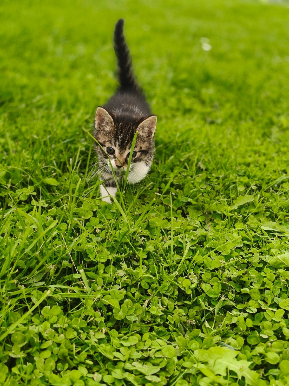 Lieve kittens zoeken een nieuw thuis, Meerdere dieren