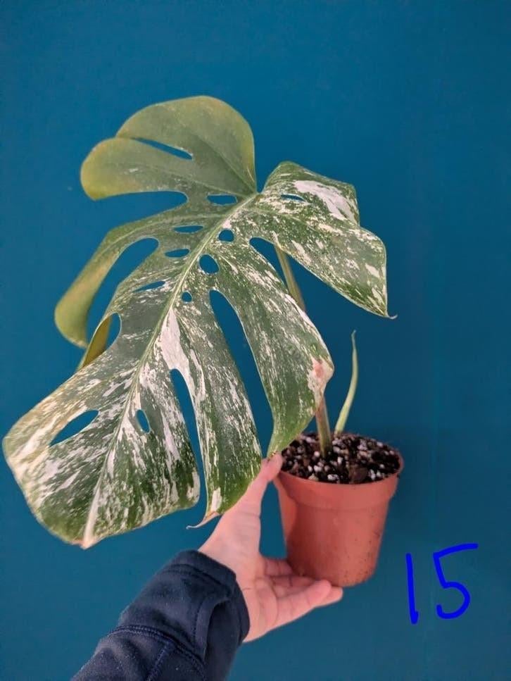 Monstera variegata kamerplant, Ophalen of Verzenden, Halfschaduw, Minder dan 100 cm