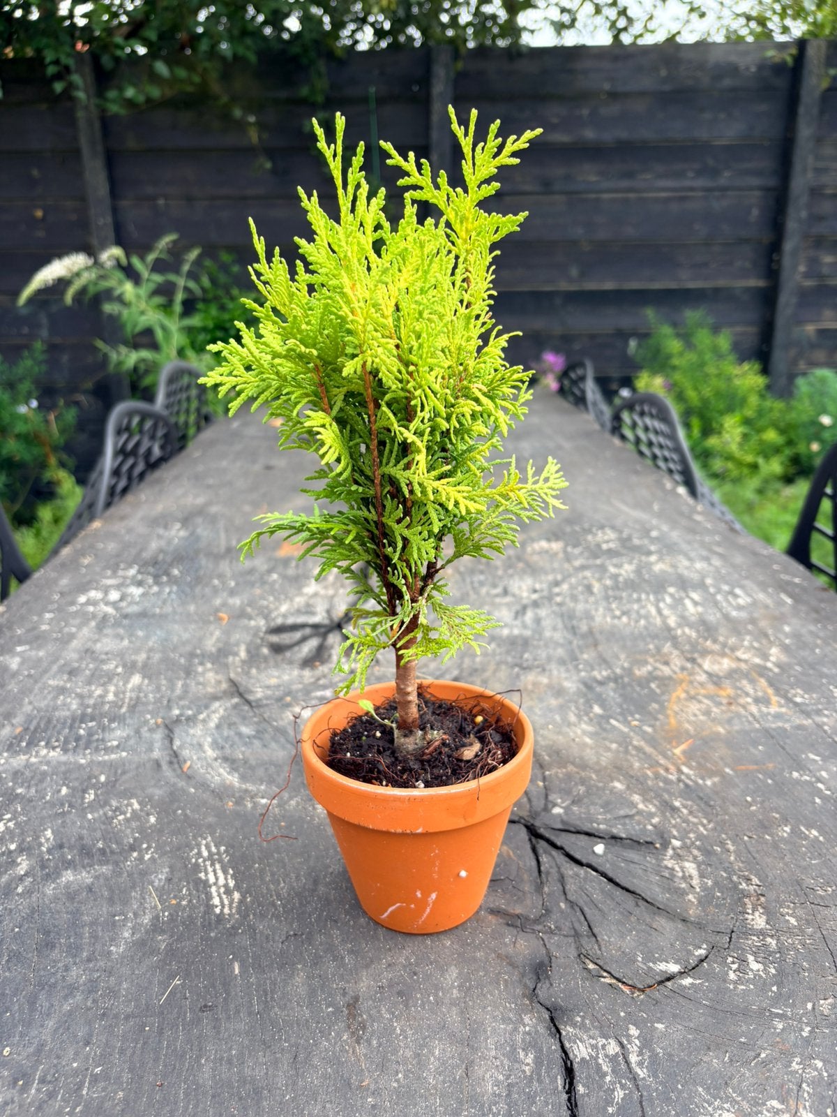 Lage haag of vrijstaand Thuja occidentalis 'Mirjam', Ophalen of Verzenden, Bloeit niet, Overige soorten, Volle zon