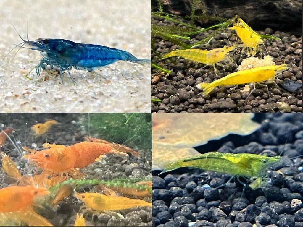 Neocaridina Garnalen Mix, Kreeft, Krab of Garnaal, Zoetwatervis, Schoolvis