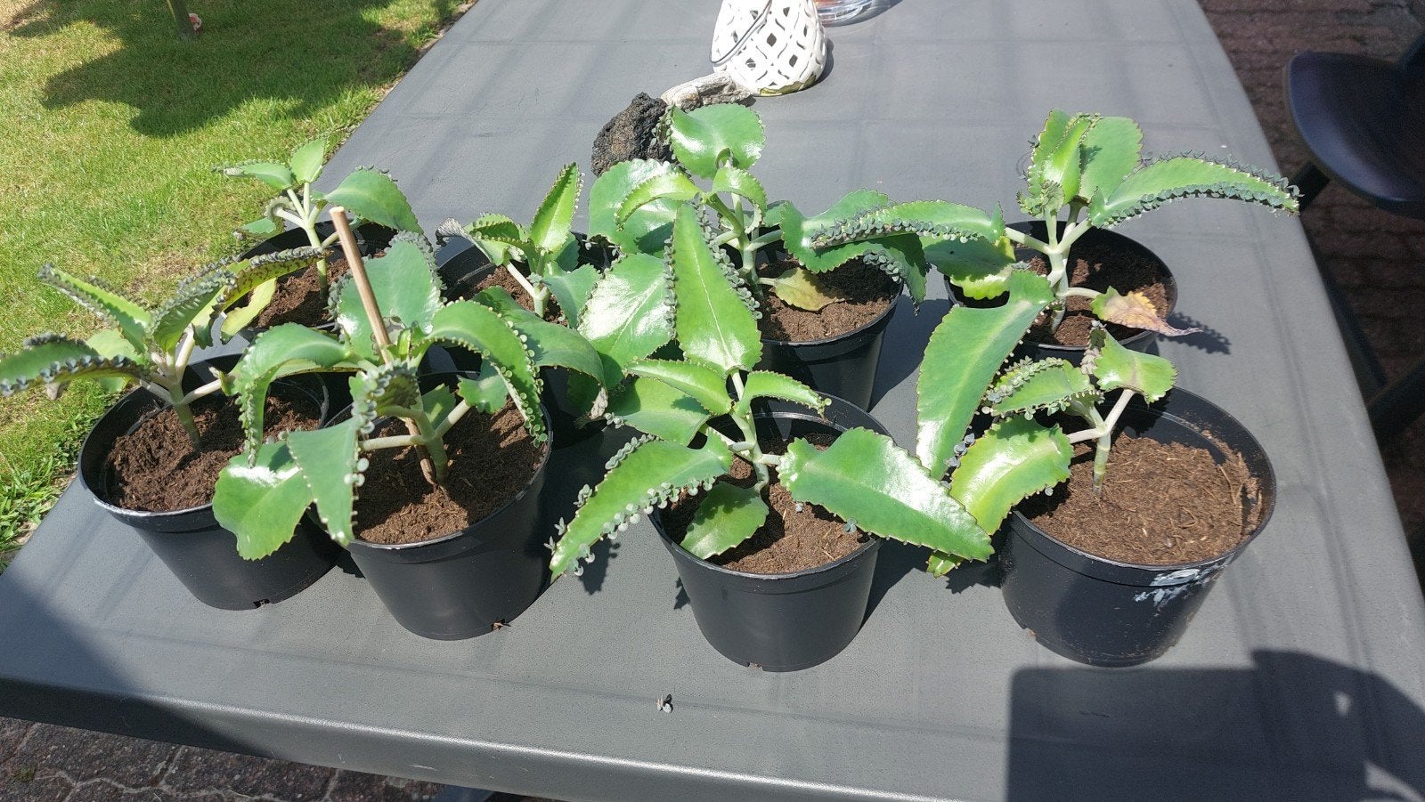 Moederplant - Kalanchoe daigremontiana, Huis en Inrichting, Kamerplanten, Ophalen, Halfschaduw, Minder dan 100 cm