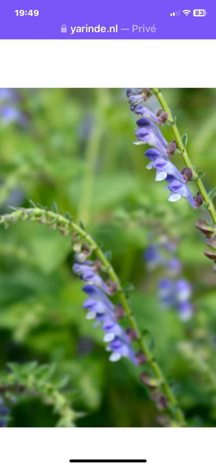 Biologisch geteeld: glidkruid /scutelaria uit de volle grond, Ophalen, Overige soorten, Halfschaduw