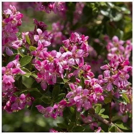 Escallonia Donard seedling. prachtige sierheester P9 planten, Tuin en Terras, Overige soorten, Volle zon, Vaste plant, Ophalen of Verzenden
