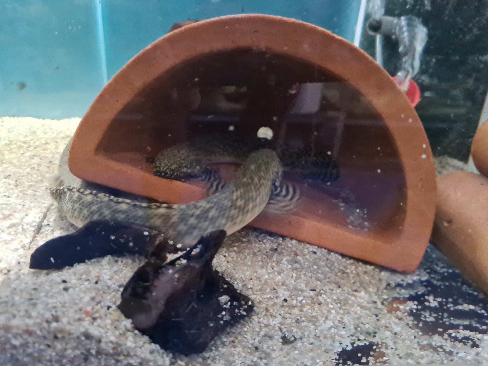 Polypterus Ornatipinnis, Kwastvinsnoek, Dieren en Toebehoren, Vissen | Aquariumvissen, Vis, Zoetwatervis