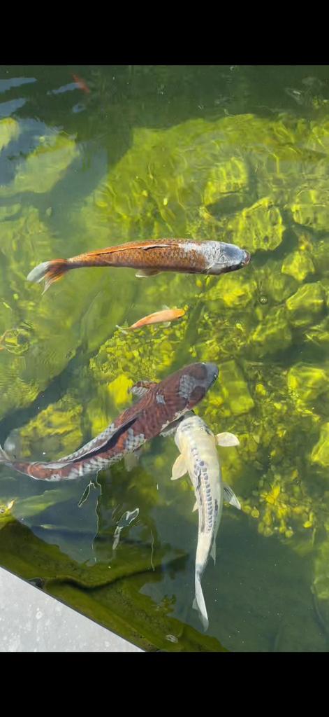 Diverse Koi’s, Karper of Koi