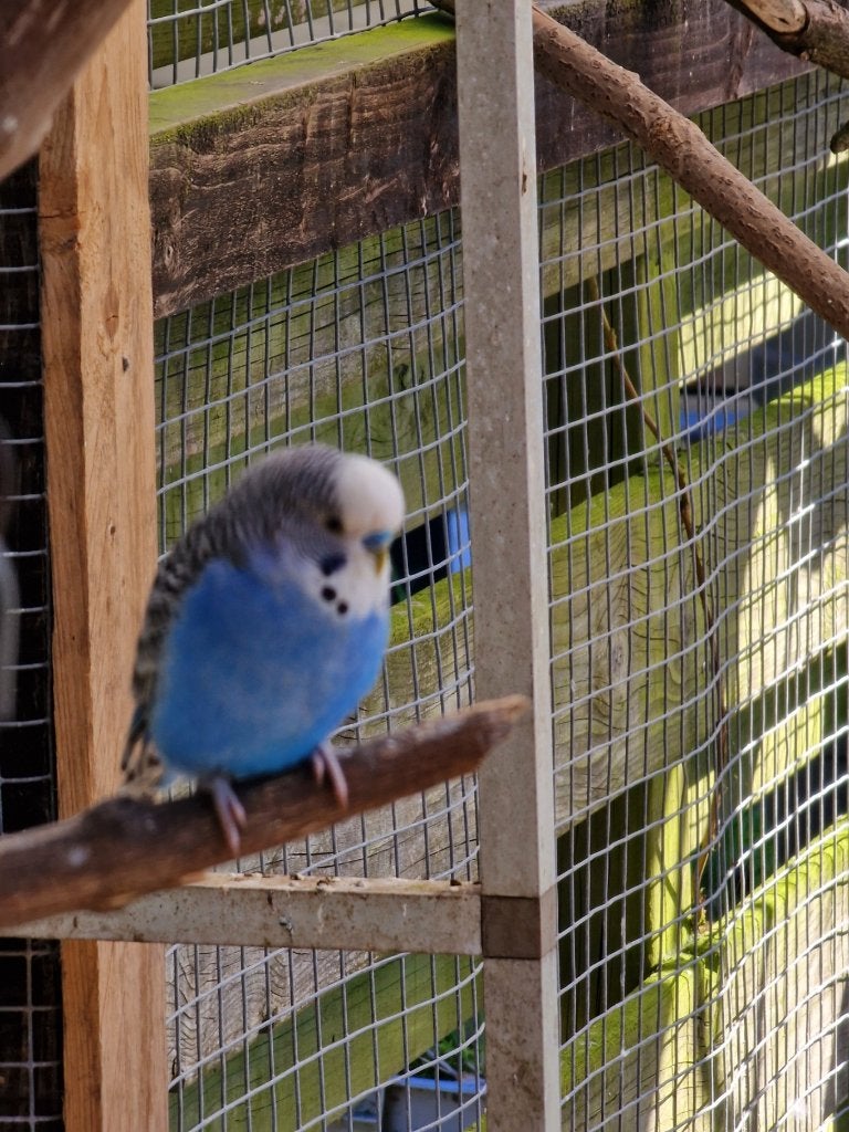 Parkieten, Dieren en Toebehoren, Vogels | Parkieten en Papegaaien, Meerdere dieren, Parkiet