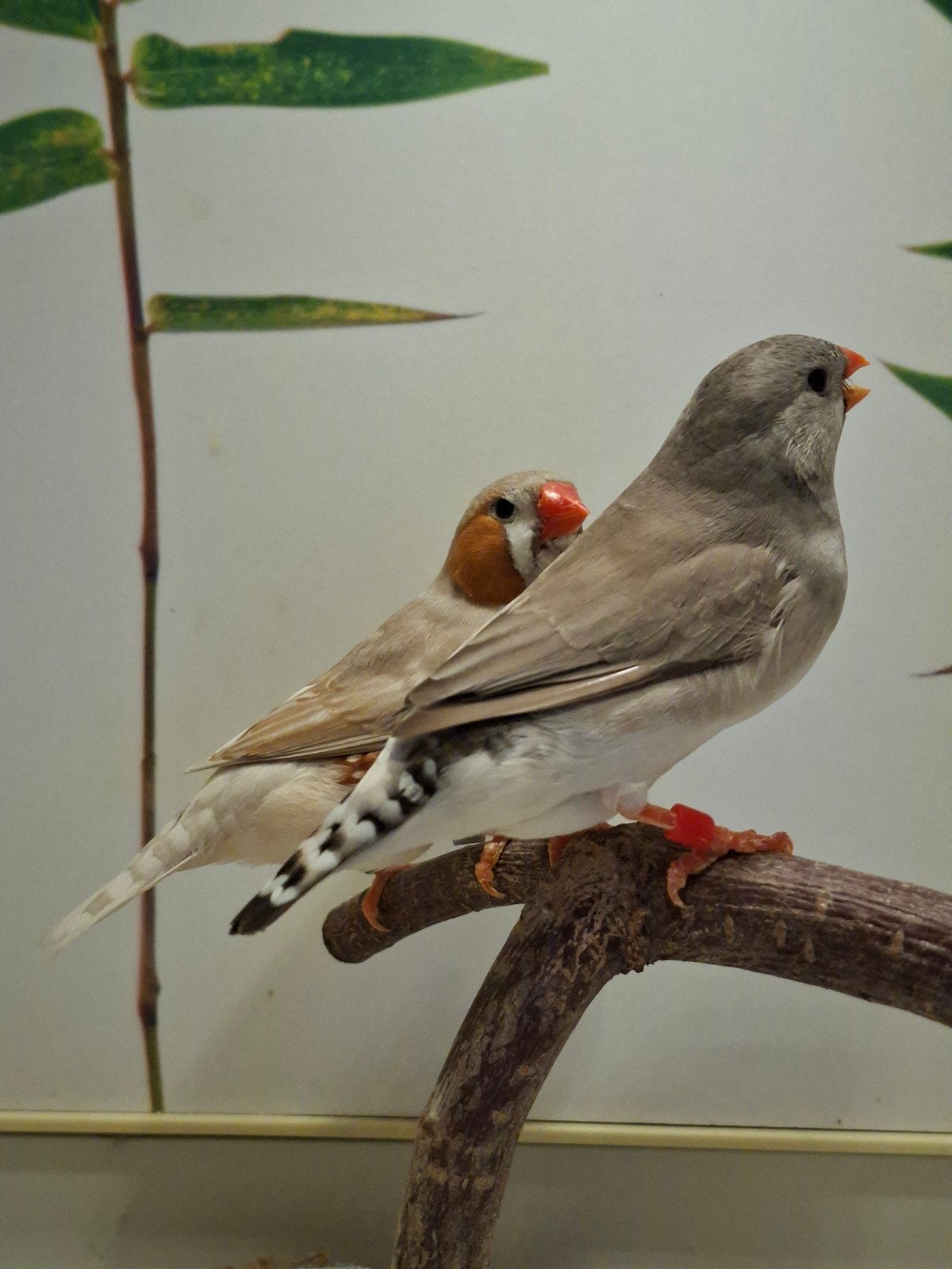 koppel zebravinken 2, Dieren en Toebehoren, Meerdere dieren, Tropenvogel, Geringd