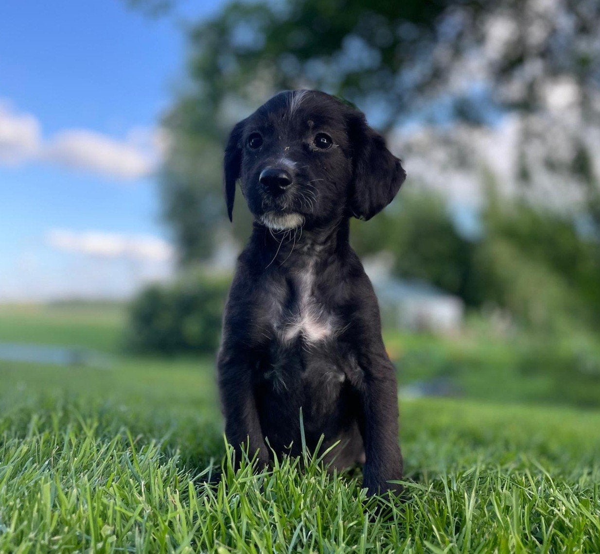 Lieve levendige Markiesje pups x Kooiker pups, Dieren en Toebehoren, Overige rassen, 8 tot 15 weken, Meerdere, Meerdere dieren