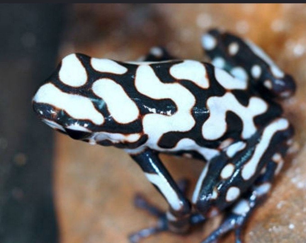 dendrobates Frog photo 4