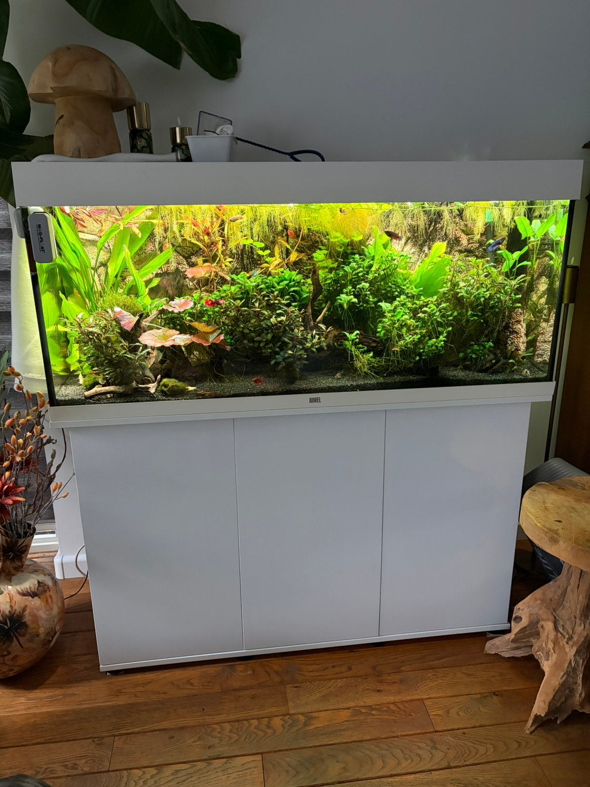 Prachtig ingericht aquarium juwel 240 liter, Juwel, Inclusief vissen, Ophalen of Verzenden, Gevuld zoetwateraquarium