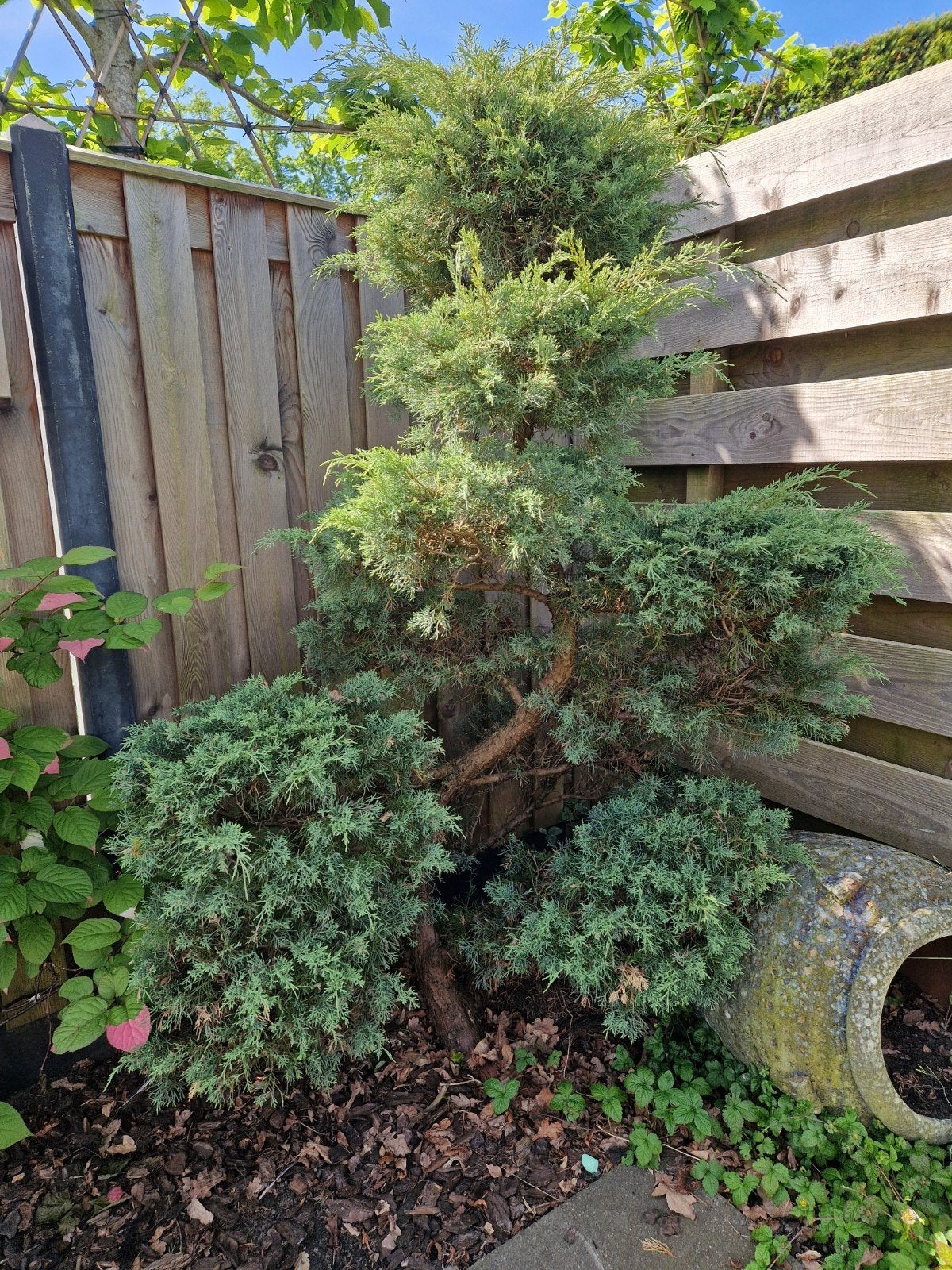 Chinese Jeneverbes - 2 meter hoog, Volle zon, Vaste plant, Bloeit niet, Ophalen
