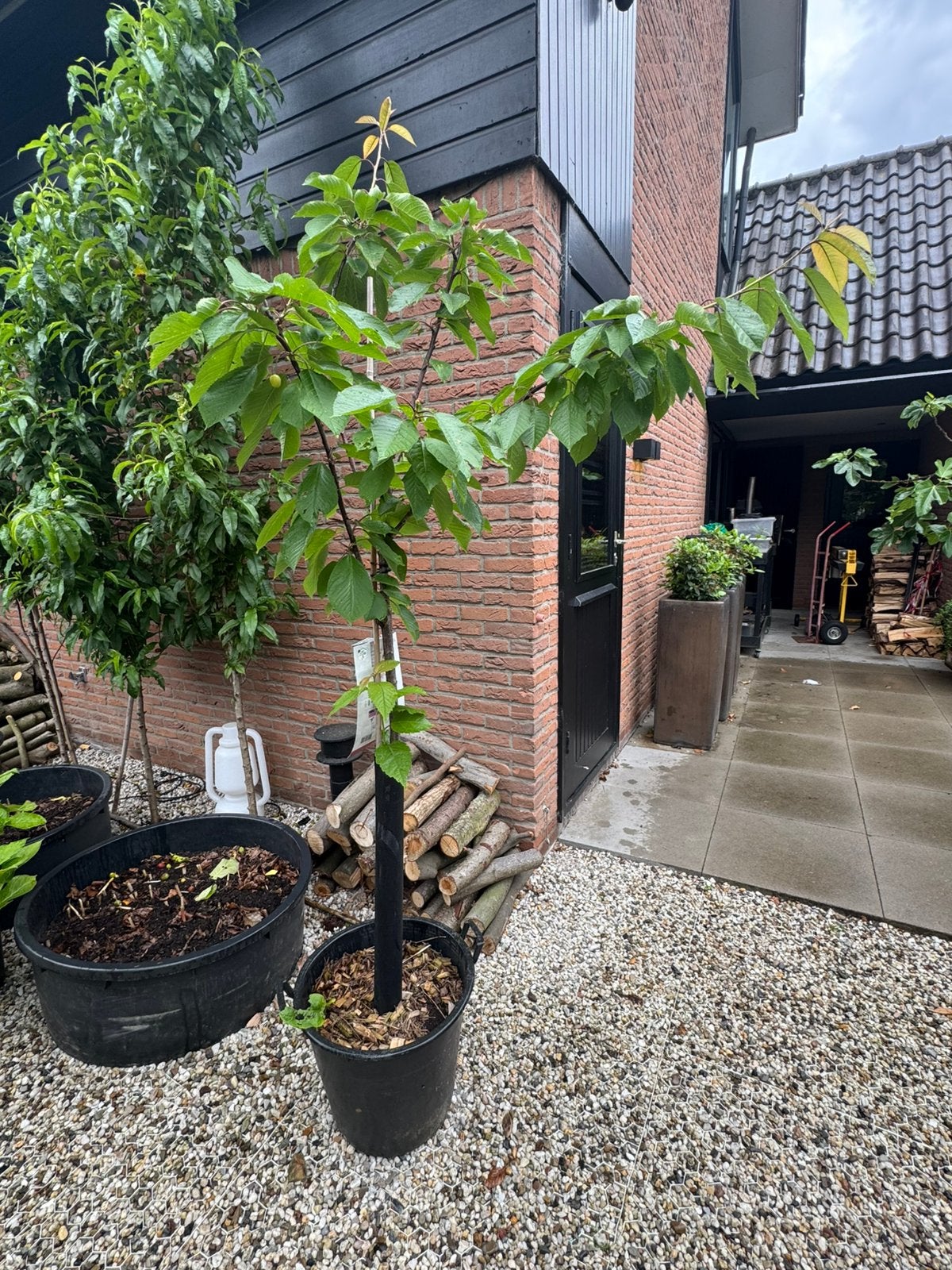 Mooie grote kersenboom, ruim 2 meter., Ophalen, Volle zon, Overige soorten